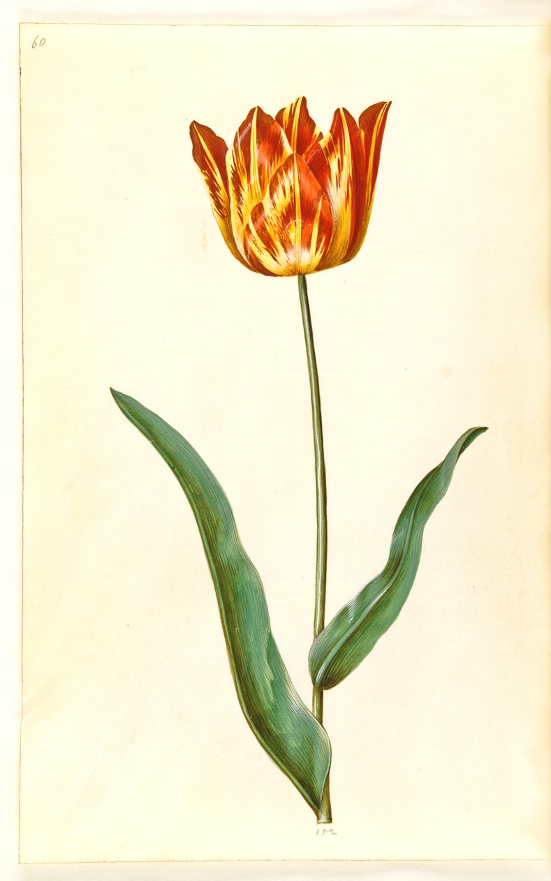 Tulipa gesneriana (have-tulipán) alkotó: Hans Simon Holtzbecker