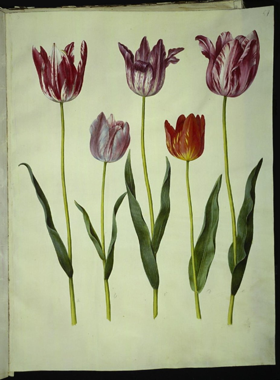 Tulipa gesneriana (have-tulipán) alkotó: Hans Simon Holtzbecker