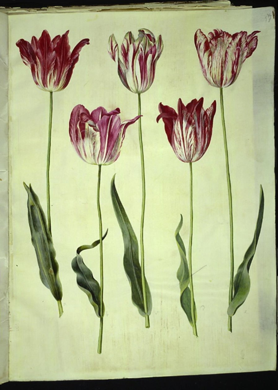 Tulipa gesneriana (have-tulipán) alkotó: Hans Simon Holtzbecker