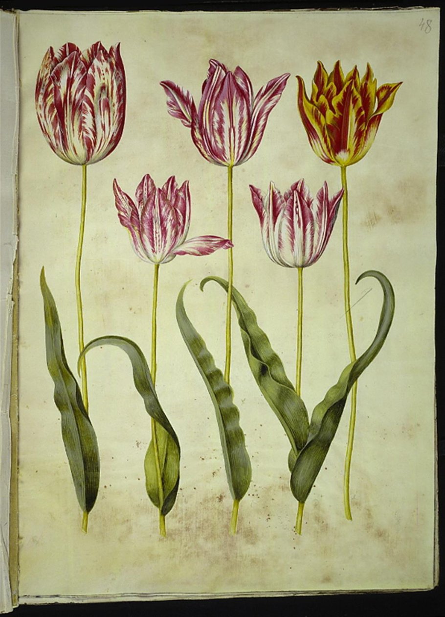 Tulipa gesneriana (have-tulipán) alkotó: Hans Simon Holtzbecker