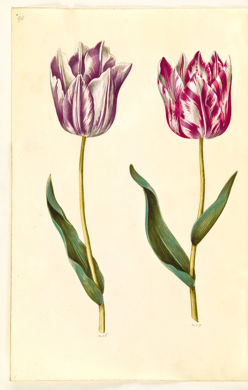 Tulipa gesneriana (have-tulipán) alkotó: Hans Simon Holtzbecker