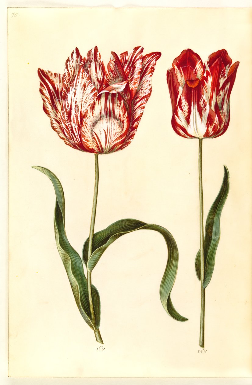 Tulipa gesneriana (have-tulipán) alkotó: Hans Simon Holtzbecker