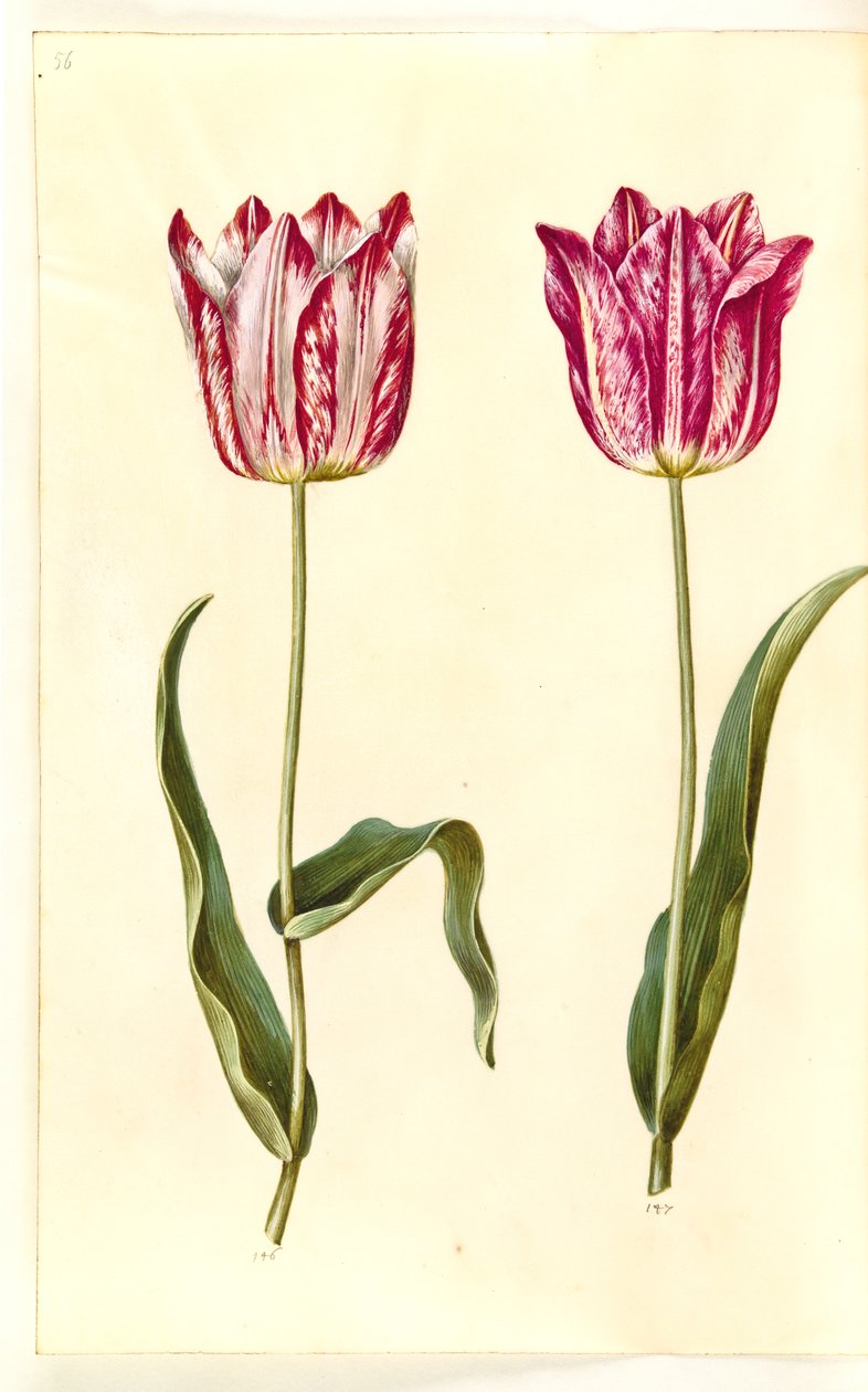 Tulipa gesneriana (have-tulipán) alkotó: Hans Simon Holtzbecker