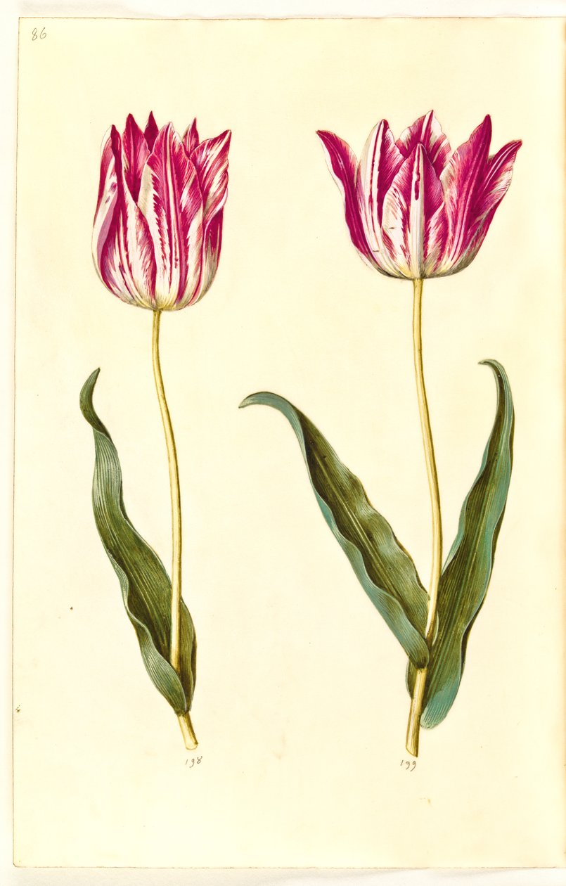 Tulipa gesneriana (have-tulipán) alkotó: Hans Simon Holtzbecker