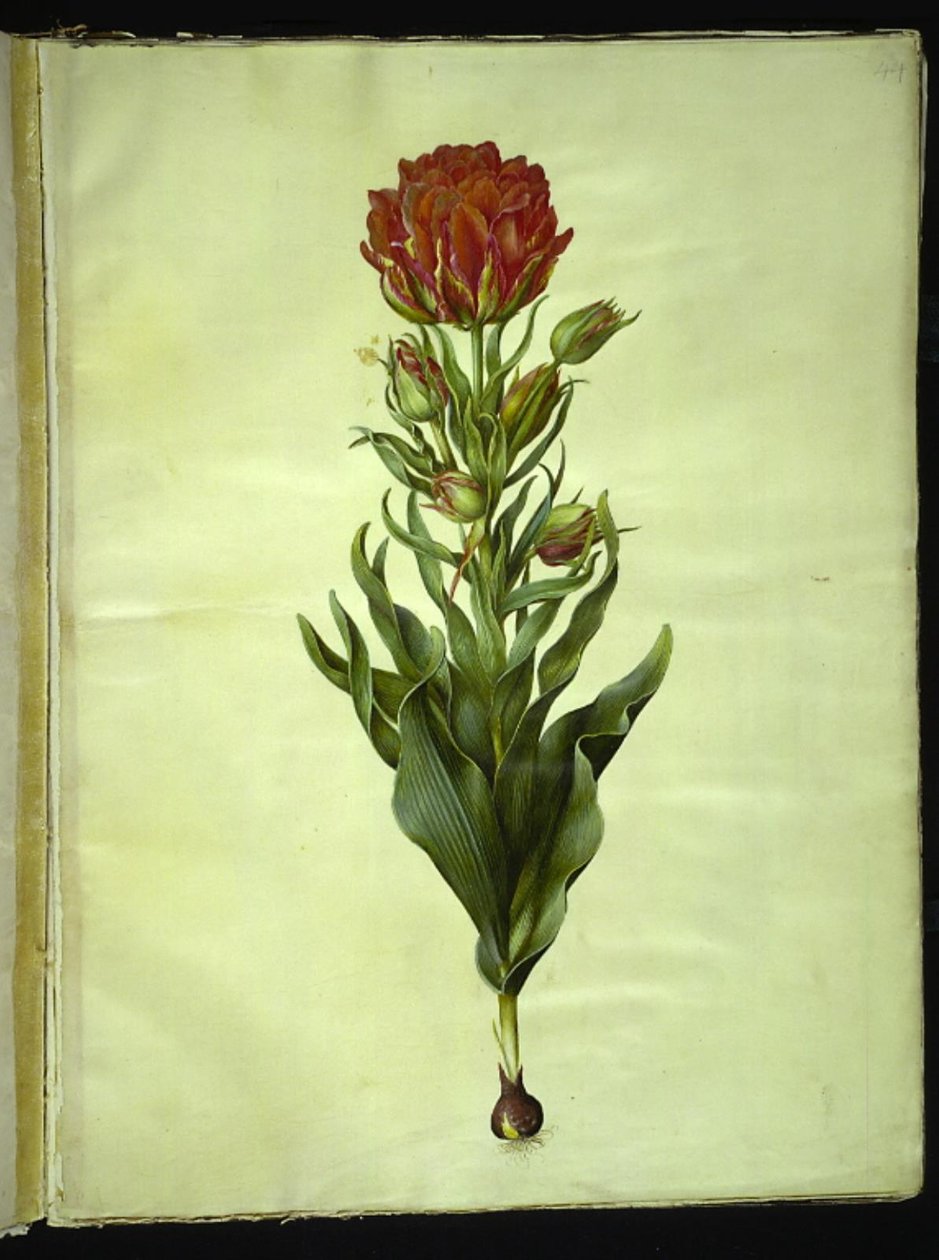 Tulipa gesneriana (have-tulipán) alkotó: Hans Simon Holtzbecker