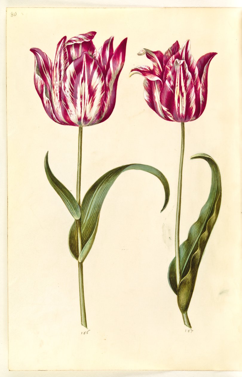Tulipa gesneriana (have-tulipán) alkotó: Hans Simon Holtzbecker