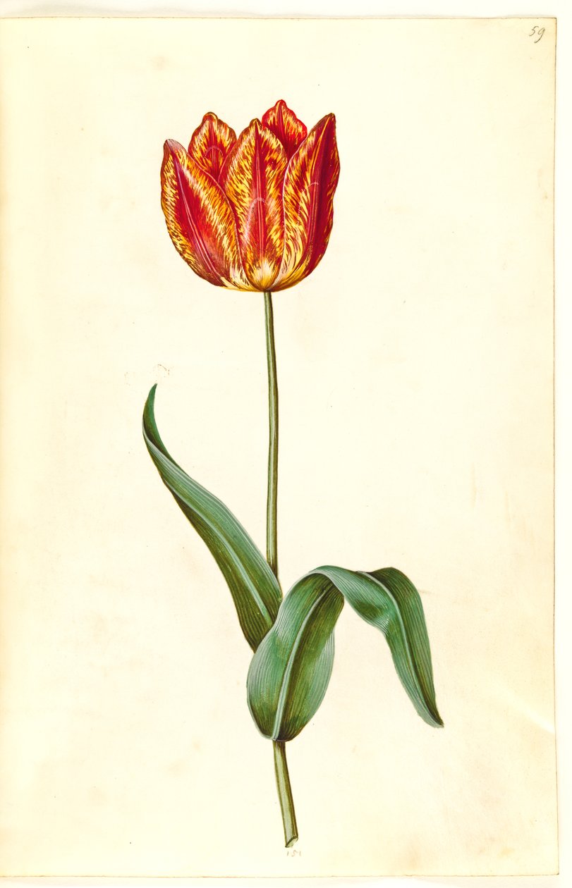 Tulipa gesneriana (have-tulipán) alkotó: Hans Simon Holtzbecker
