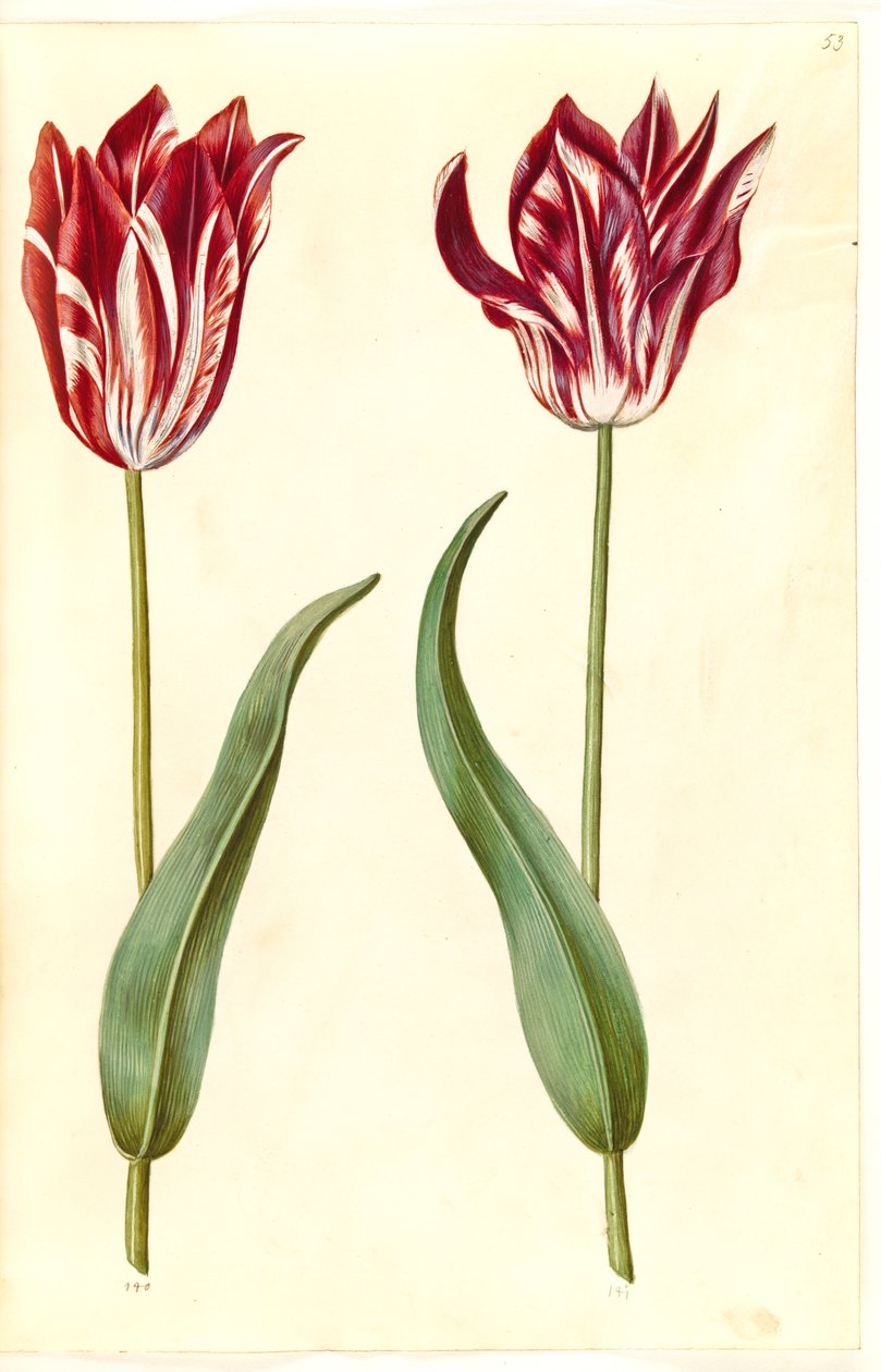 Tulipa gesneriana (have-tulipán) alkotó: Hans Simon Holtzbecker