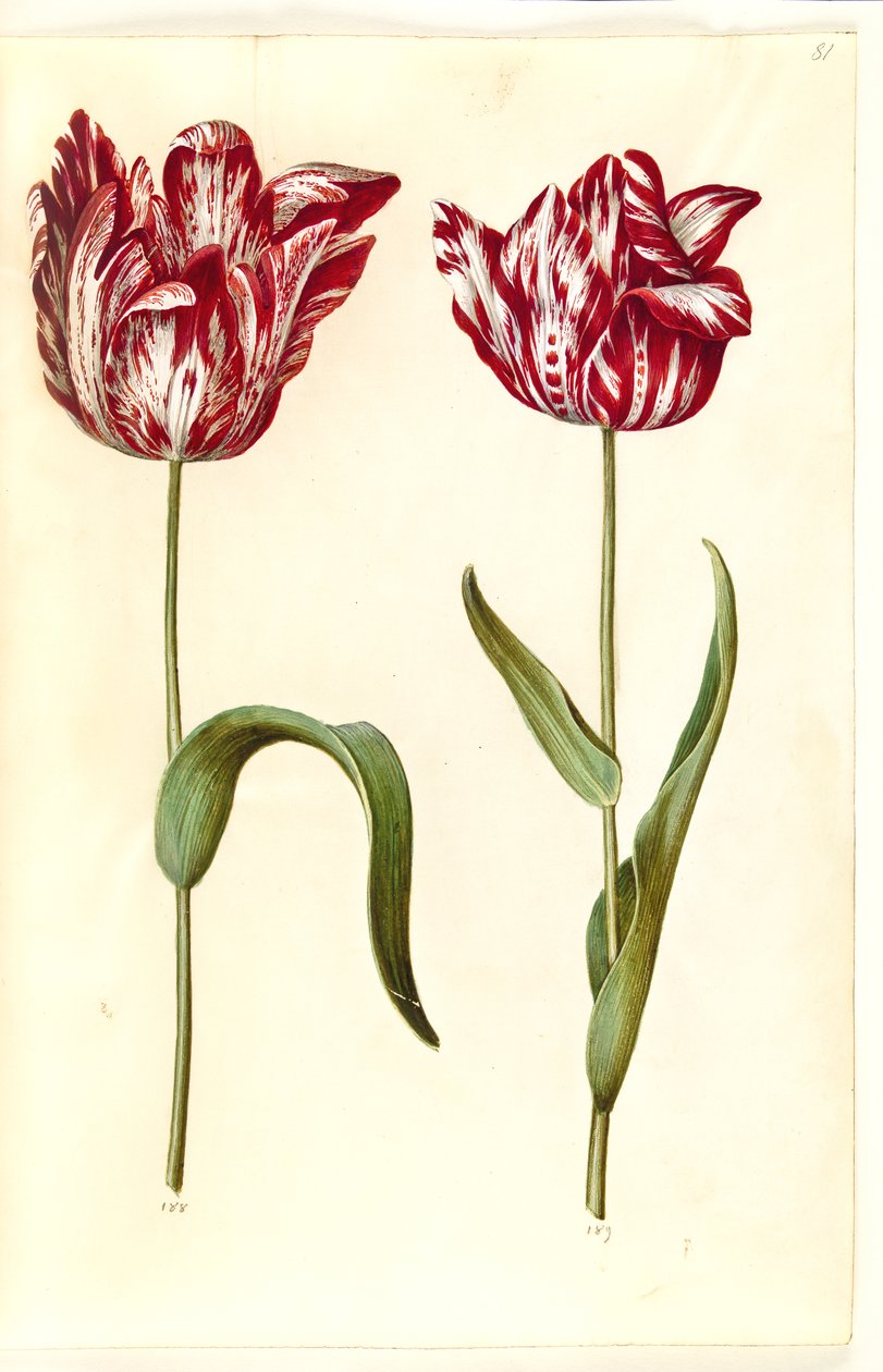 Tulipa gesneriana (have-tulipán) alkotó: Hans Simon Holtzbecker