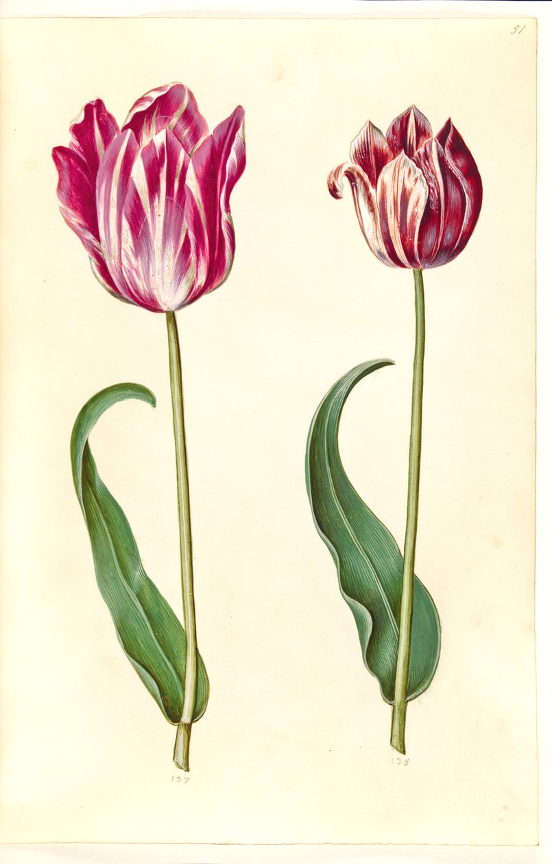 Tulipa gesneriana (have-tulipán) alkotó: Hans Simon Holtzbecker