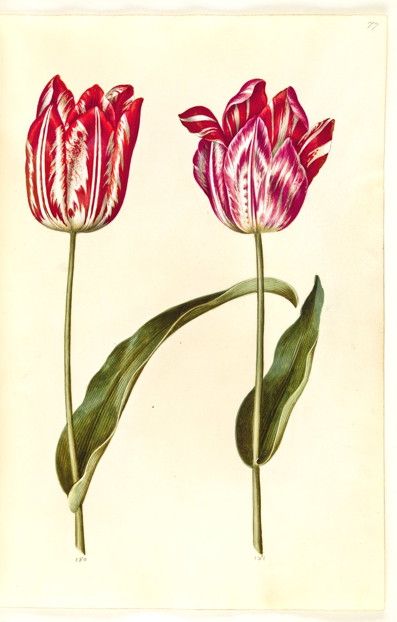 Tulipa gesneriana (have-tulipán) alkotó: Hans Simon Holtzbecker