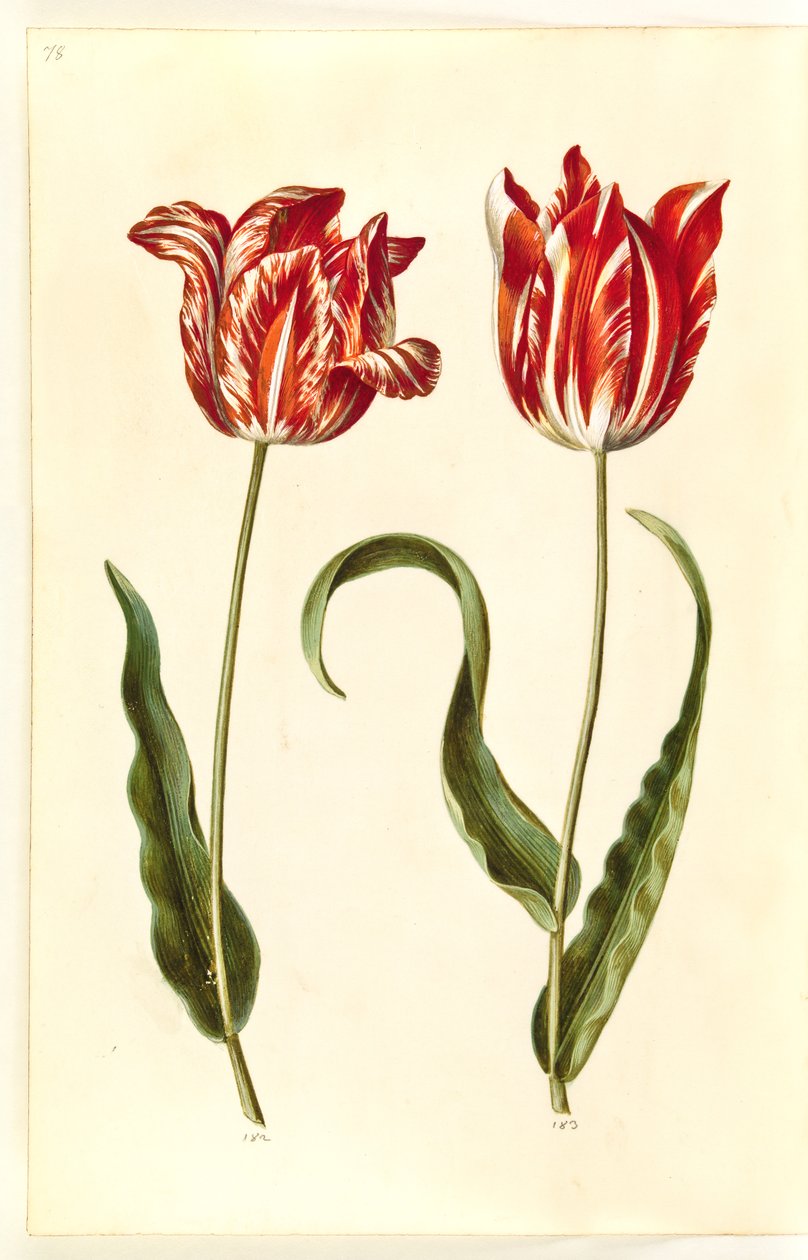 Tulipa gesneriana (have-tulipán) alkotó: Hans Simon Holtzbecker