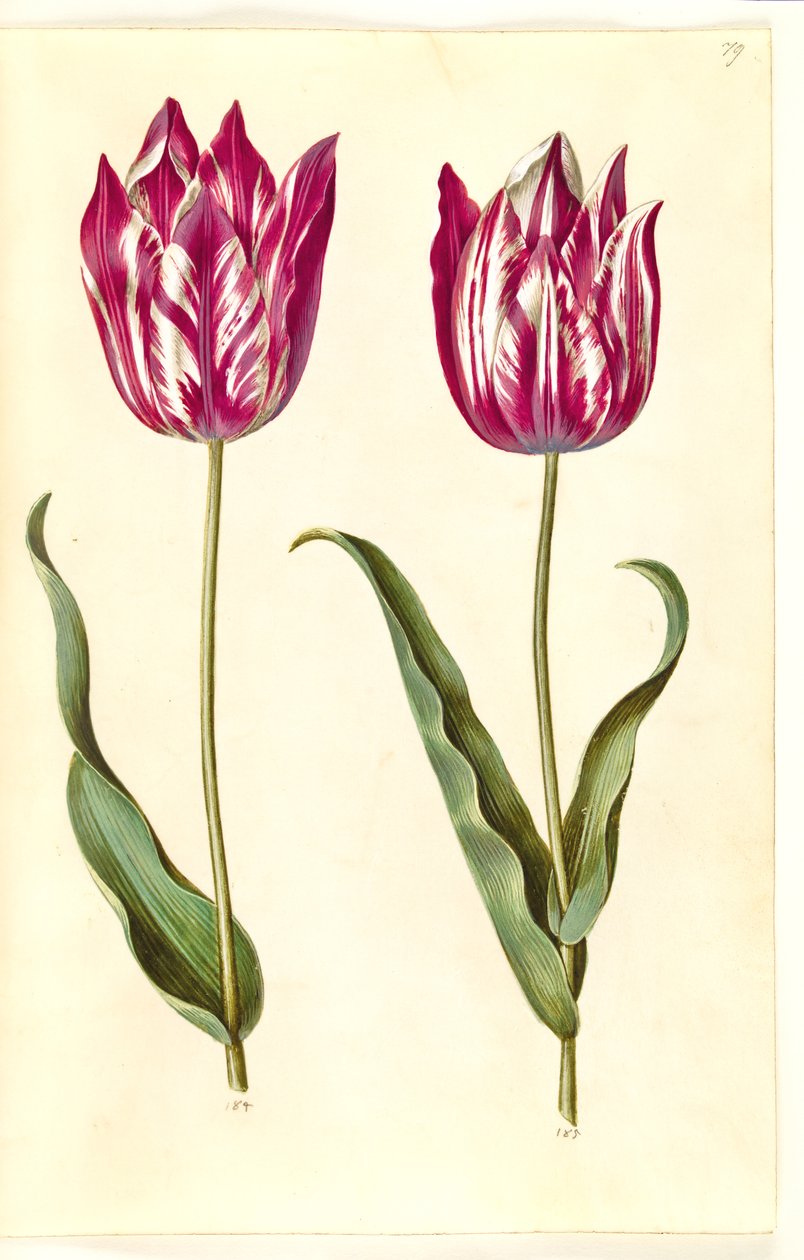 Tulipa gesneriana (have-tulipán) alkotó: Hans Simon Holtzbecker