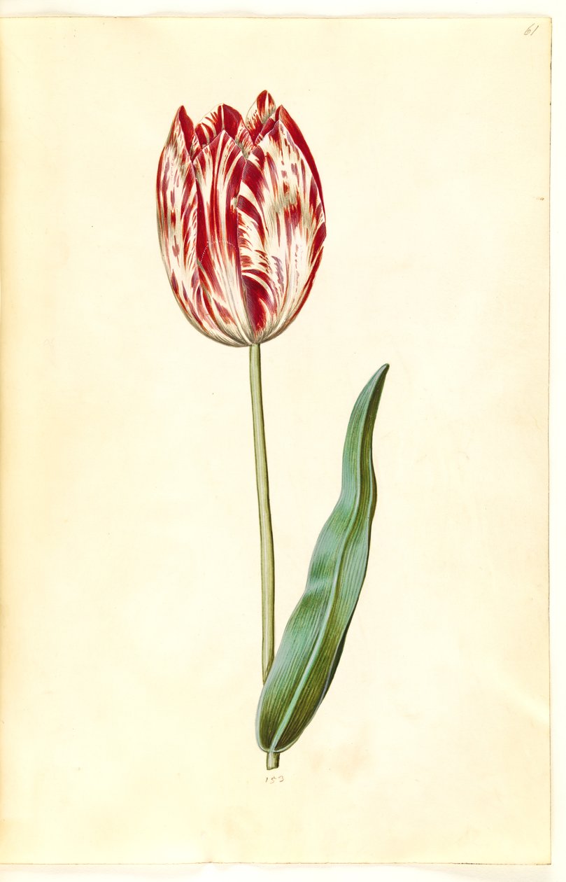 Tulipa gesneriana (have-tulipán) alkotó: Hans Simon Holtzbecker