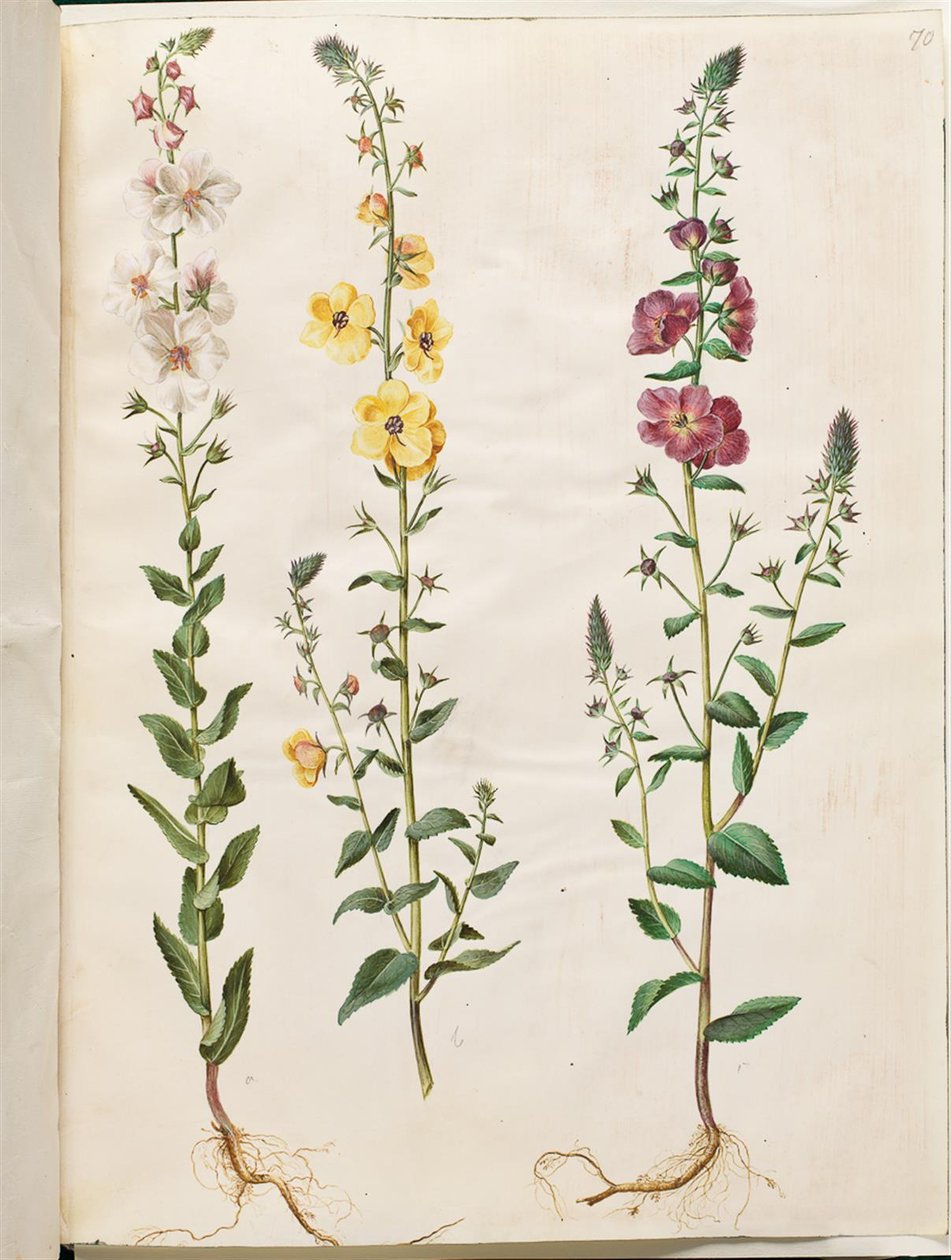 Verbascum blattaria (klase-kongelys); föníciai verbascum (lila-congelys) alkotó: Hans Simon Holtzbecker
