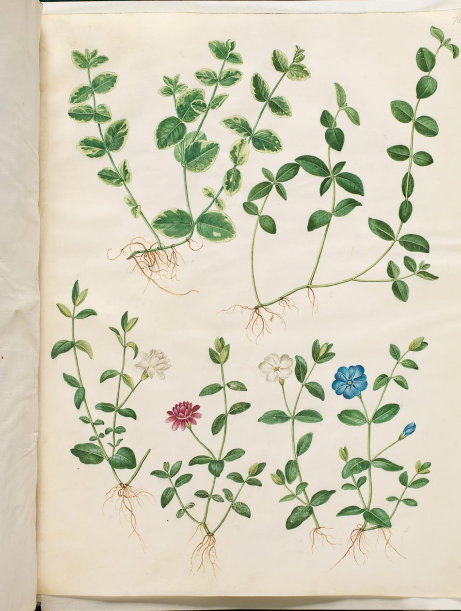 Vinca minor (kis örökzöld) alkotó: Hans Simon Holtzbecker