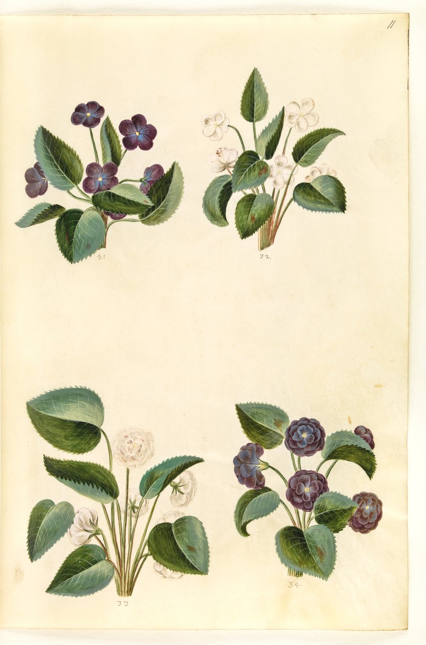 Viola odorata (marts-brácsa) alkotó: Hans Simon Holtzbecker