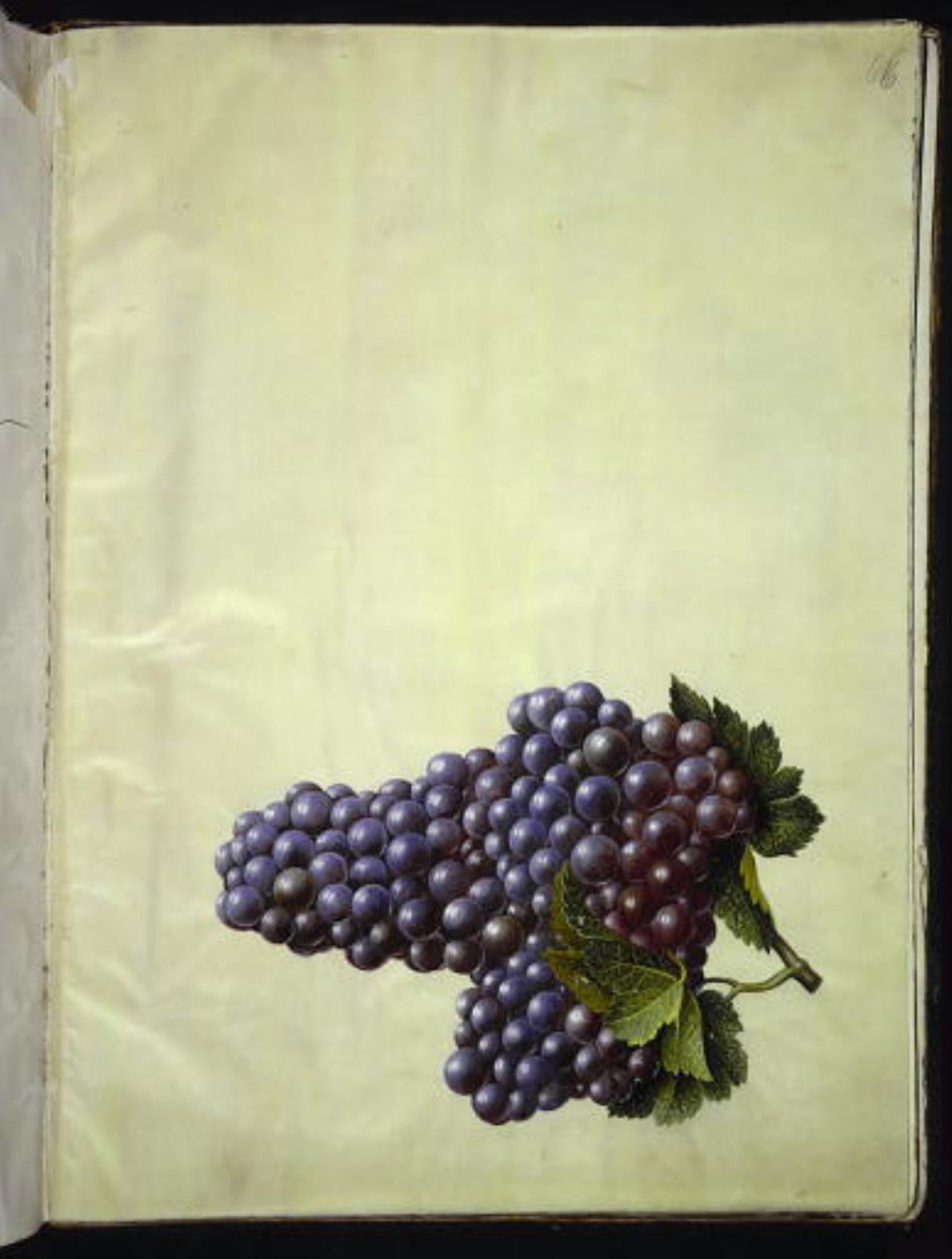 Vitis vinifera (közönséges bor) alkotó: Hans Simon Holtzbecker
