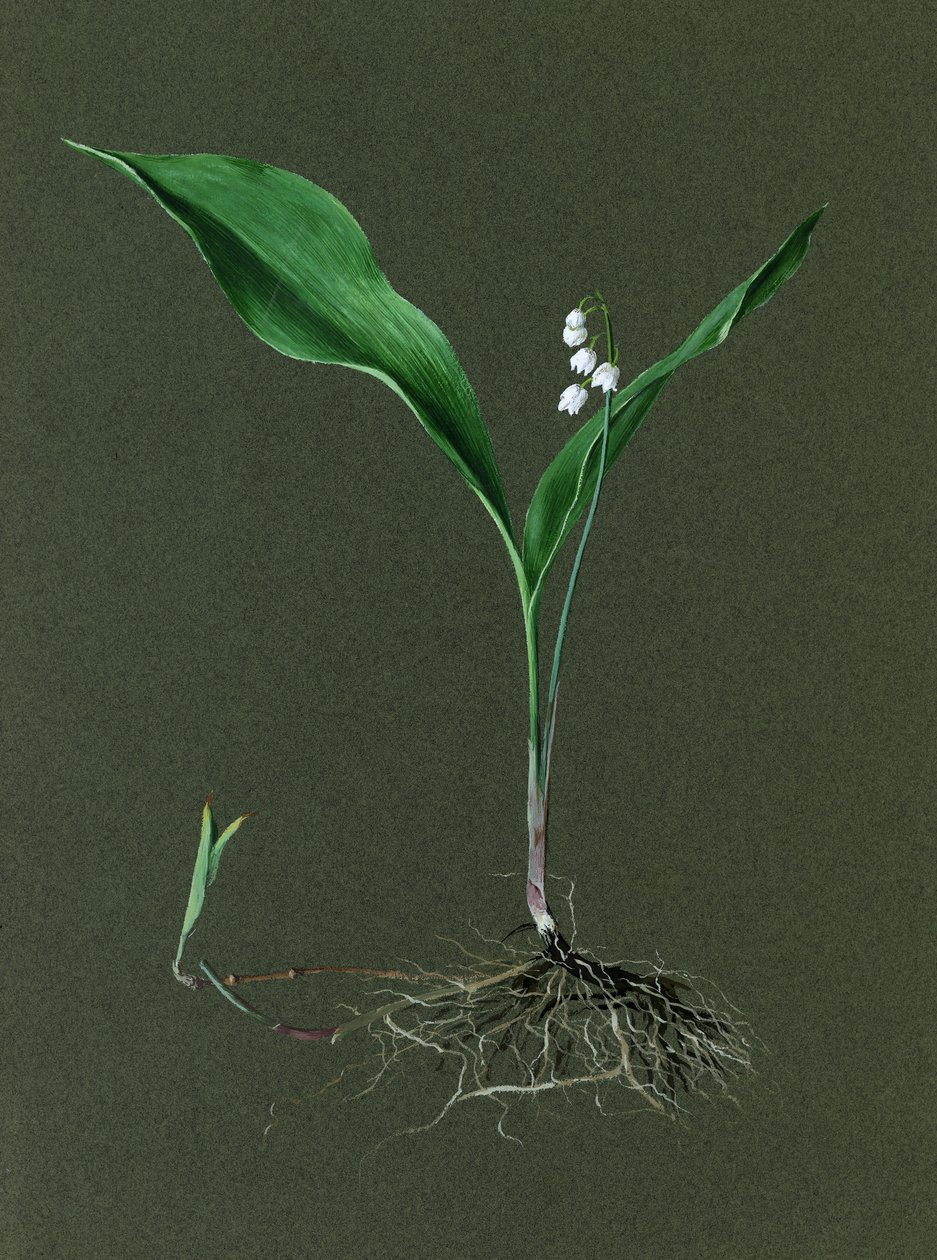 Convallaria Majalis Gyöngyvirág, c1870-1 alkotó: Harold Drinkwater
