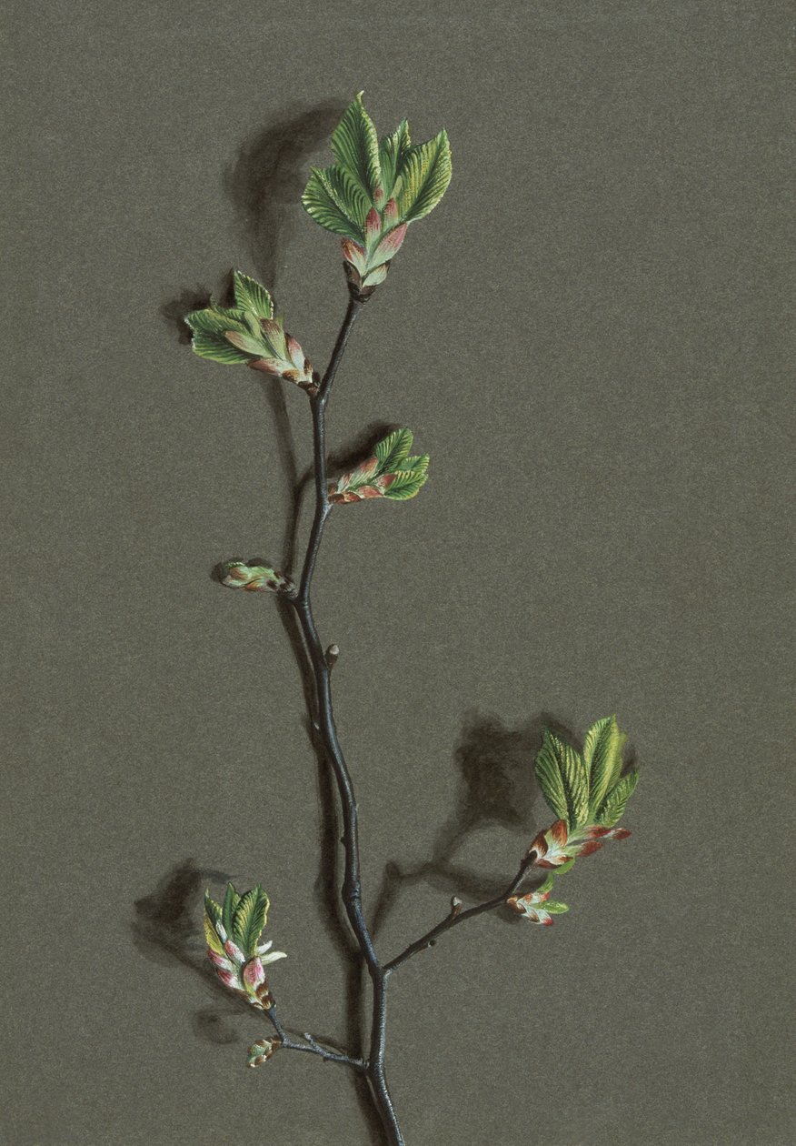 Ulmus glabra Huds Wych Elm, 1870-1920. alkotó: Harold Drinkwater