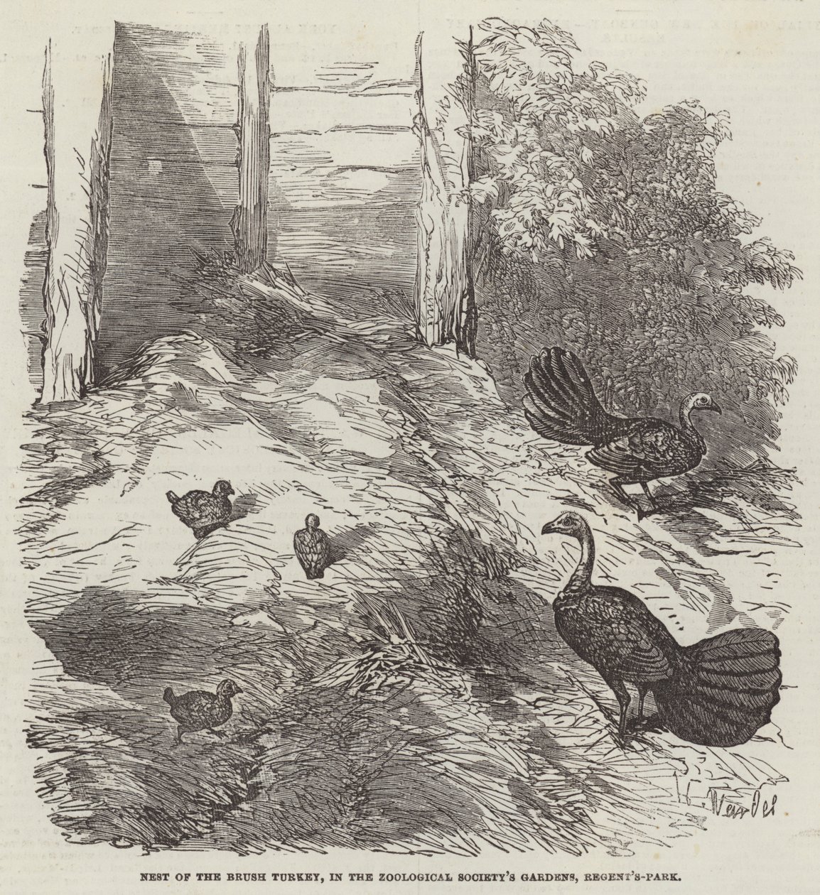 Nest of the Brush Turkey, a Zoological Society