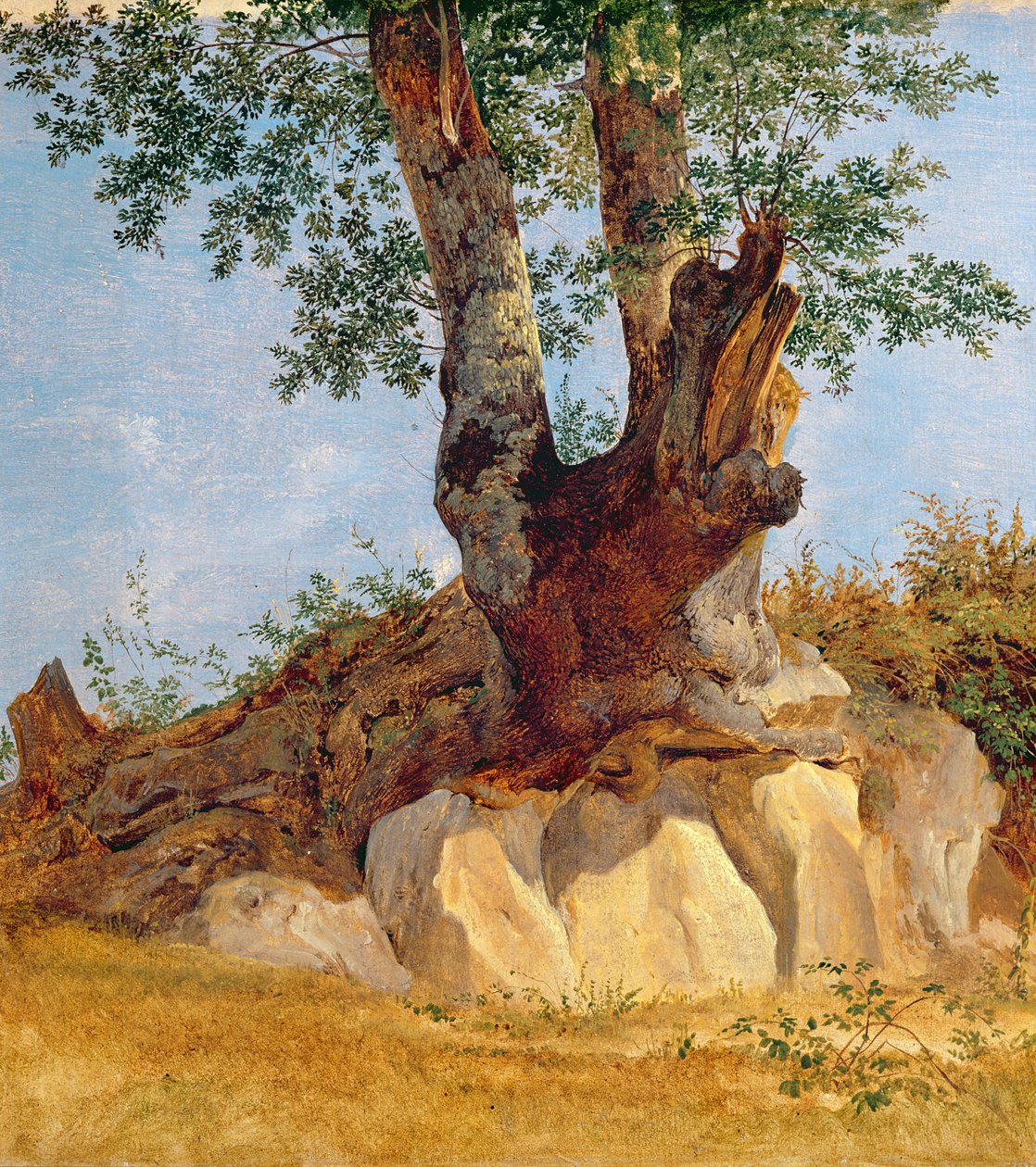 Egy fa Campagna-ban, 1822-23 (olaj, papír, vászon) alkotó: Heinrich Reinhold