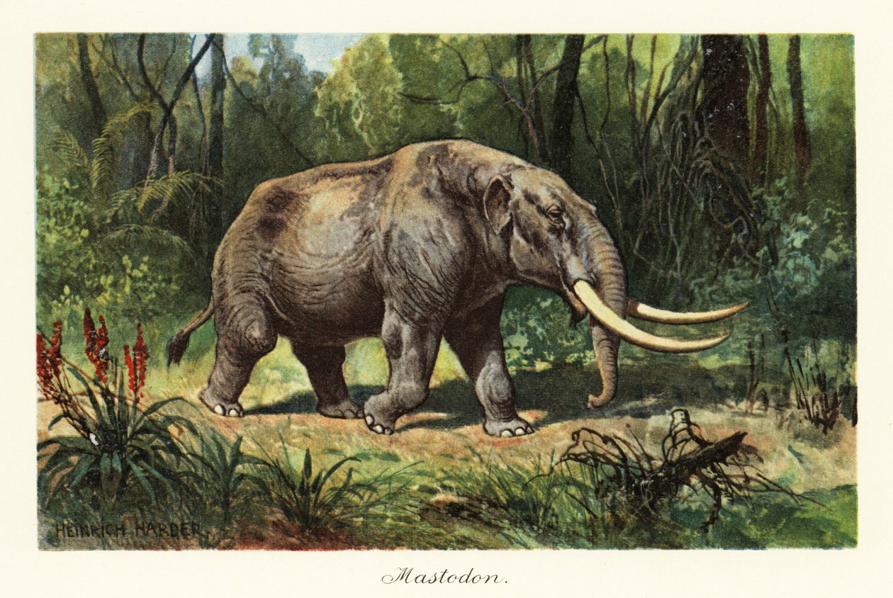 A kihalt Mammuthus nemzetség mastodonja, 1908 (Nyomtatott) alkotó: Heinrich Harder