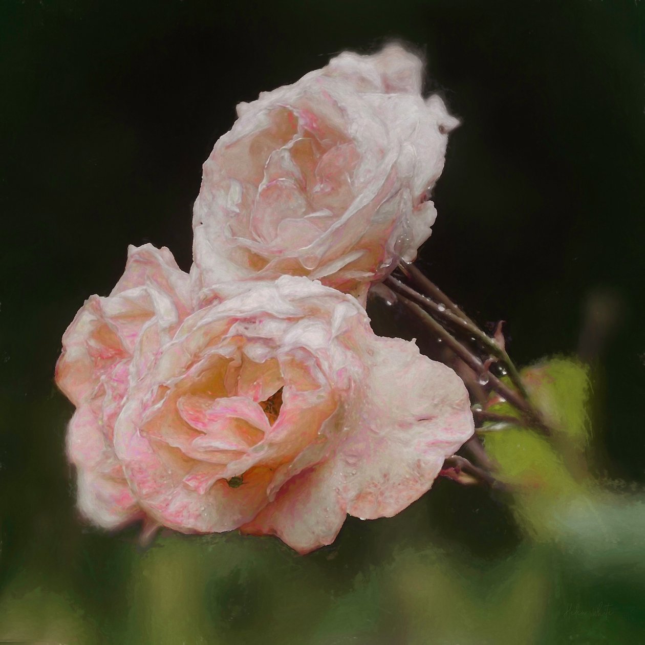Blush Roses, 2018, alkotó: Helen White