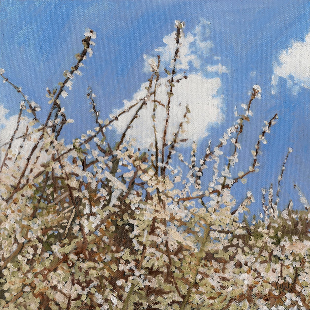 Mayflower, 2012, alkotó: Helen White
