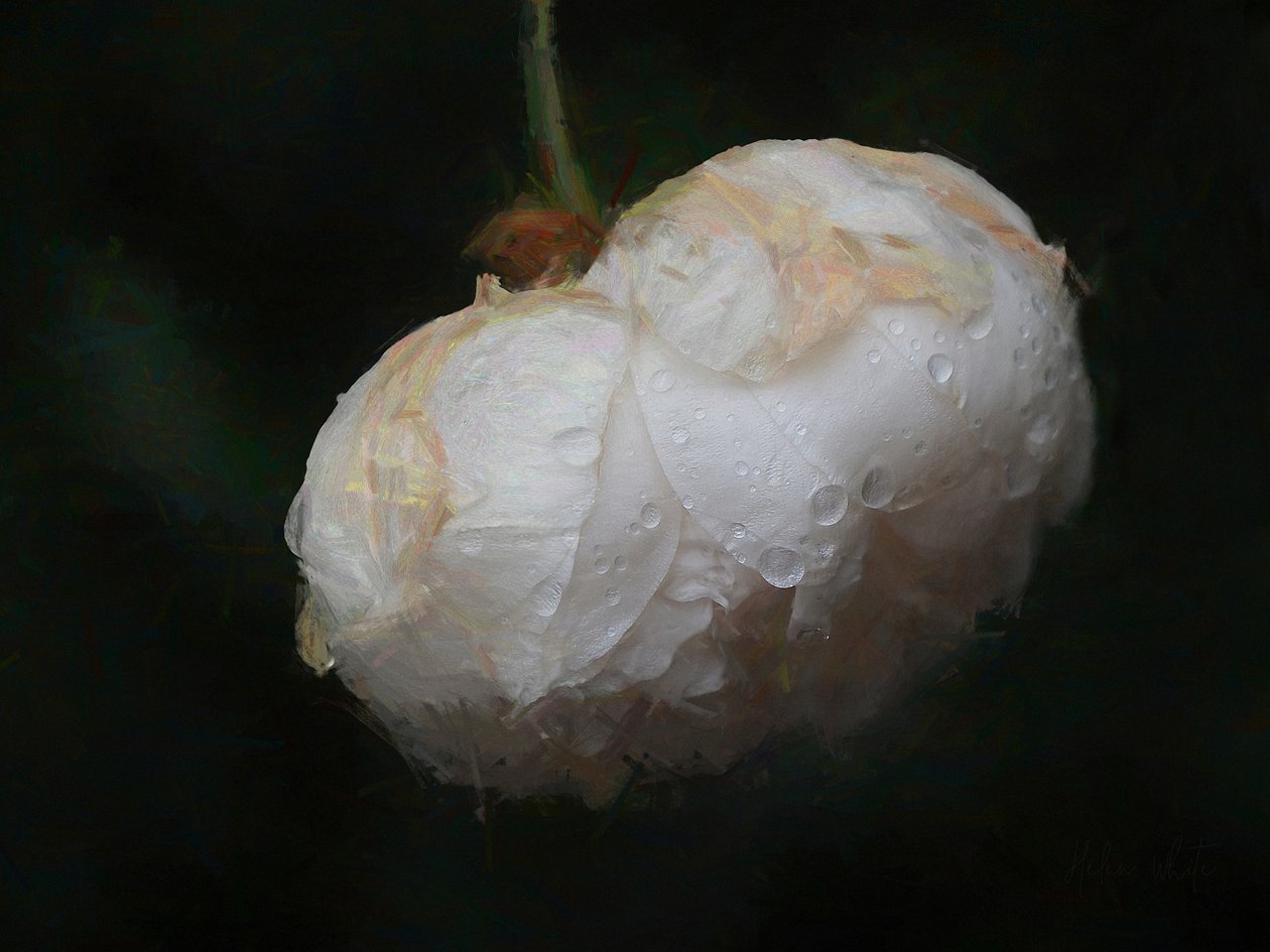 Pure White, 2018, alkotó: Helen White