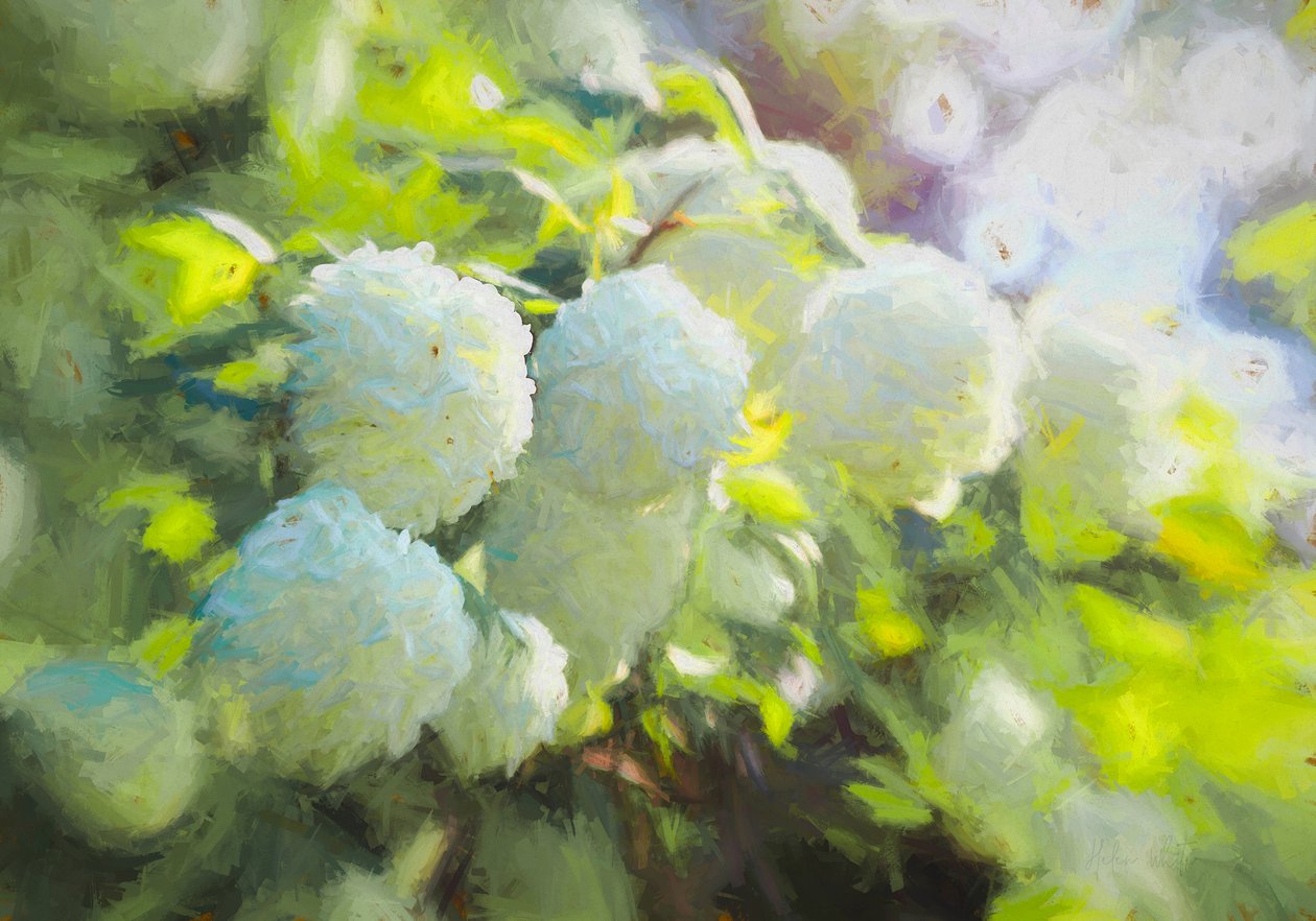 Lágyan virágzó, 2018, alkotó: Helen White