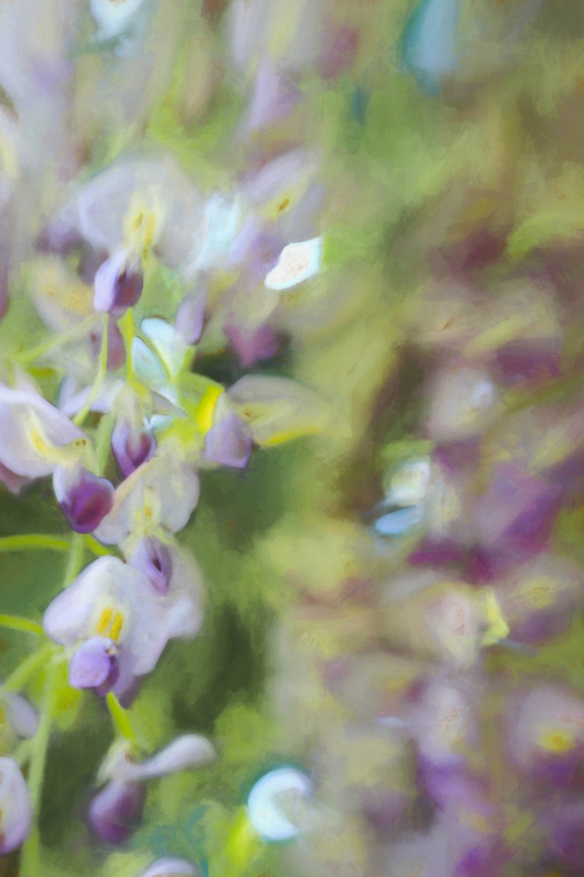 Wisteria alatt, 2018 alkotó: Helen White