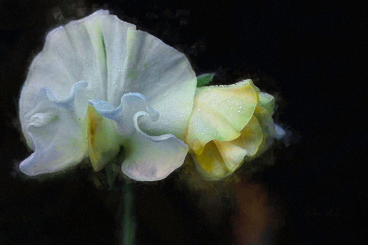 Őszi Sweatpea II, 2018 alkotó: Helen White