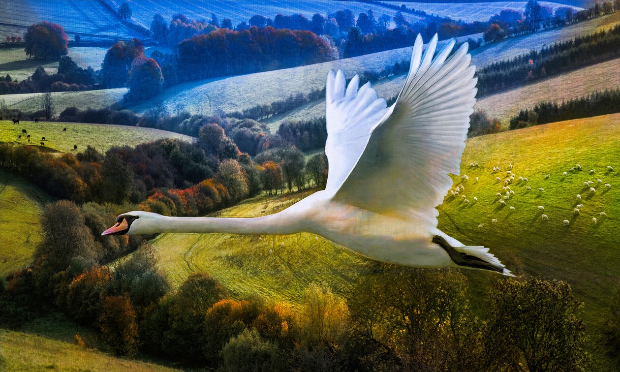 Hajnal első repülése, 2020 alkotó: Helen White