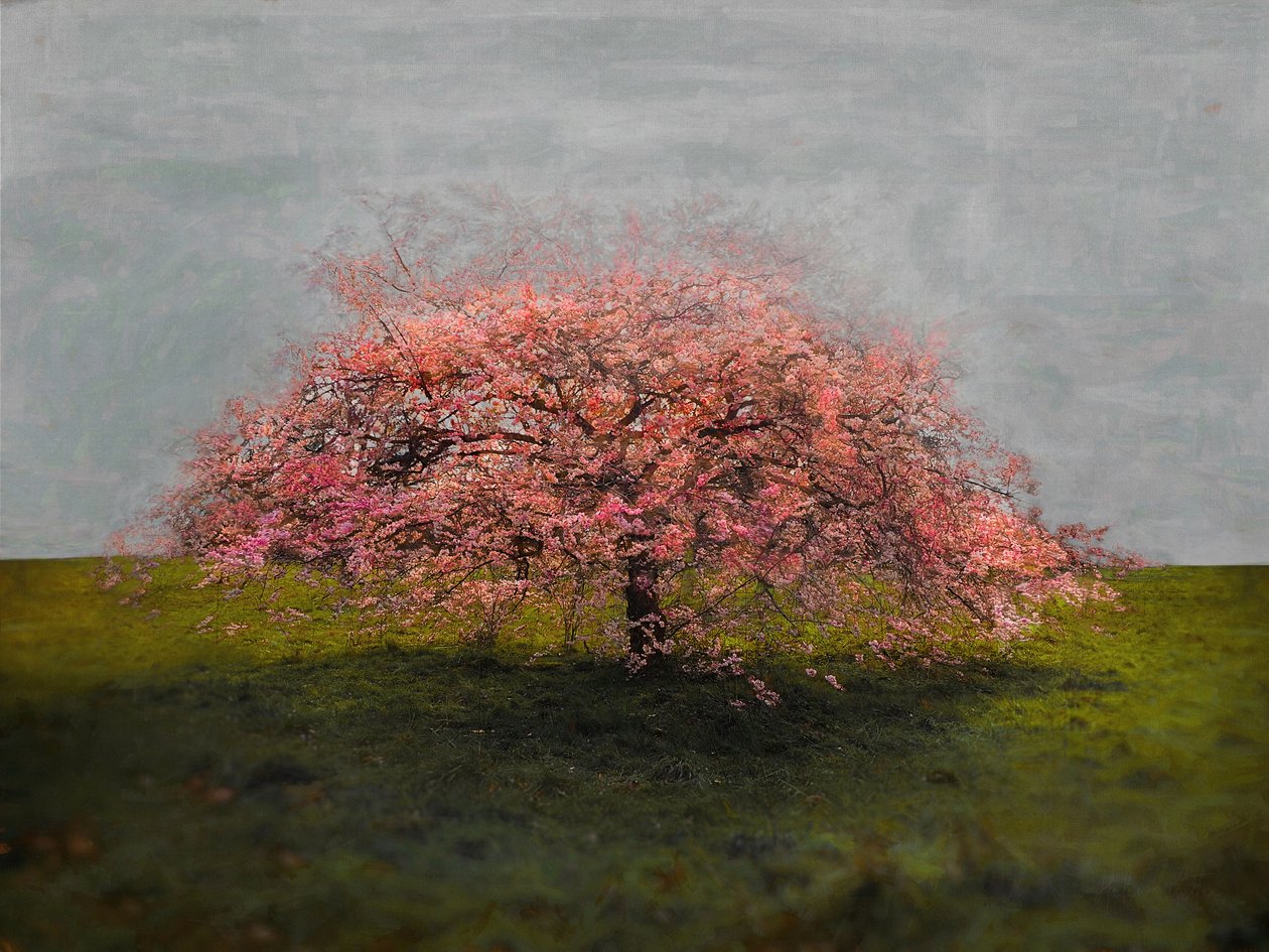 Önálló szépség, 2019 alkotó: Helen White