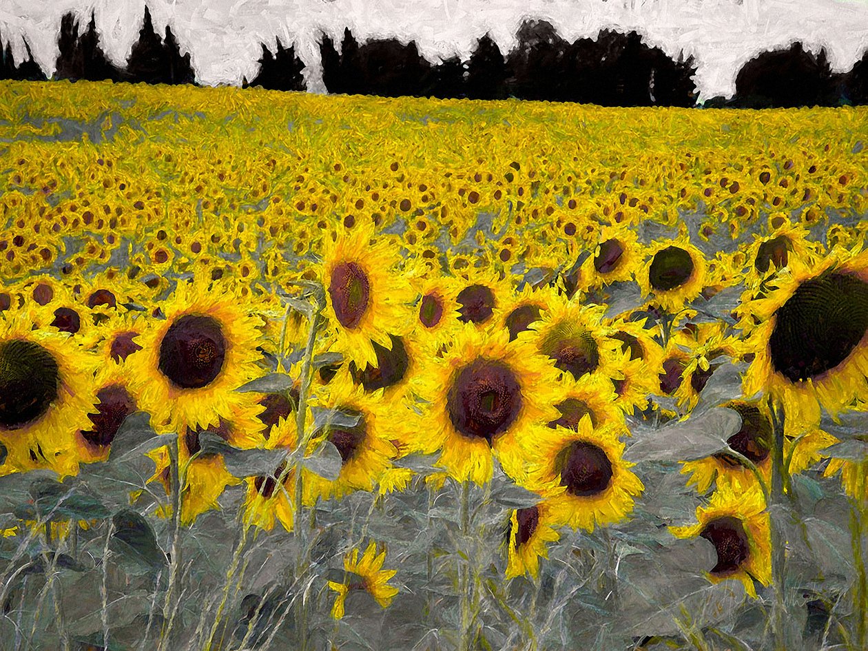 Sunny-Sided Hill, 2019 alkotó: Helen White
