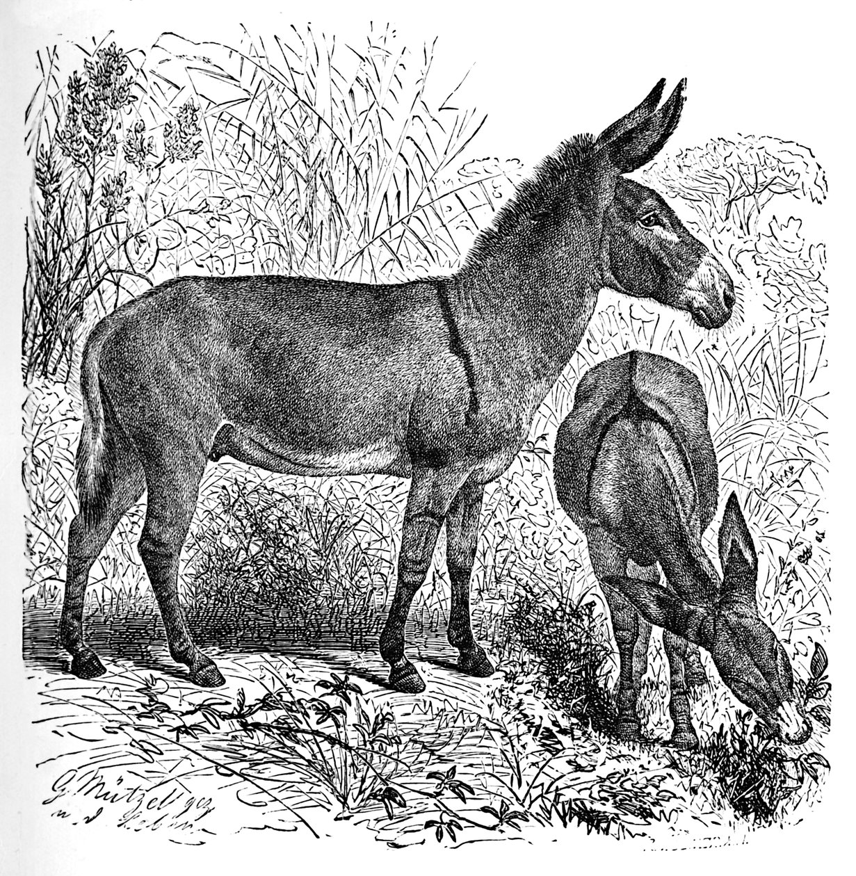 Afrikai vadszamár, c1900 alkotó: Helena J. Maguire