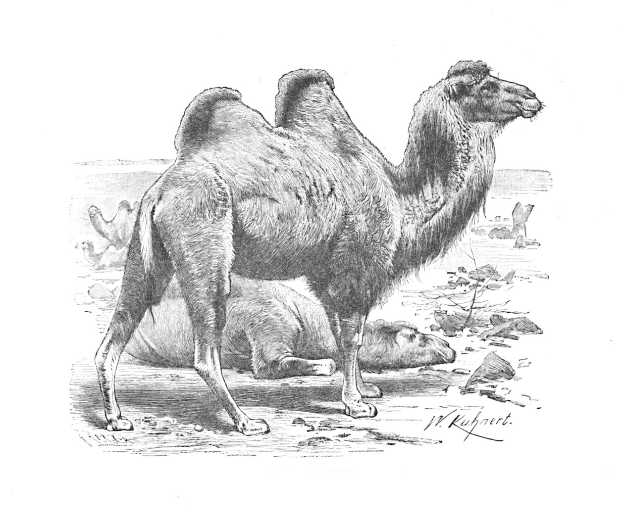 Baktriai teve, c1900 alkotó: Helena J. Maguire