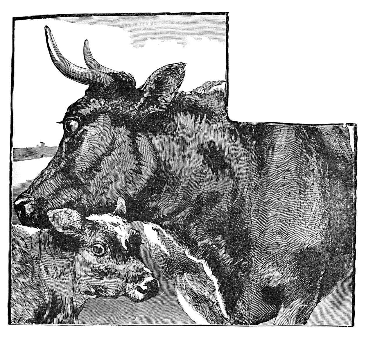 Tehén és borjú, c1900 alkotó: Helena J. Maguire