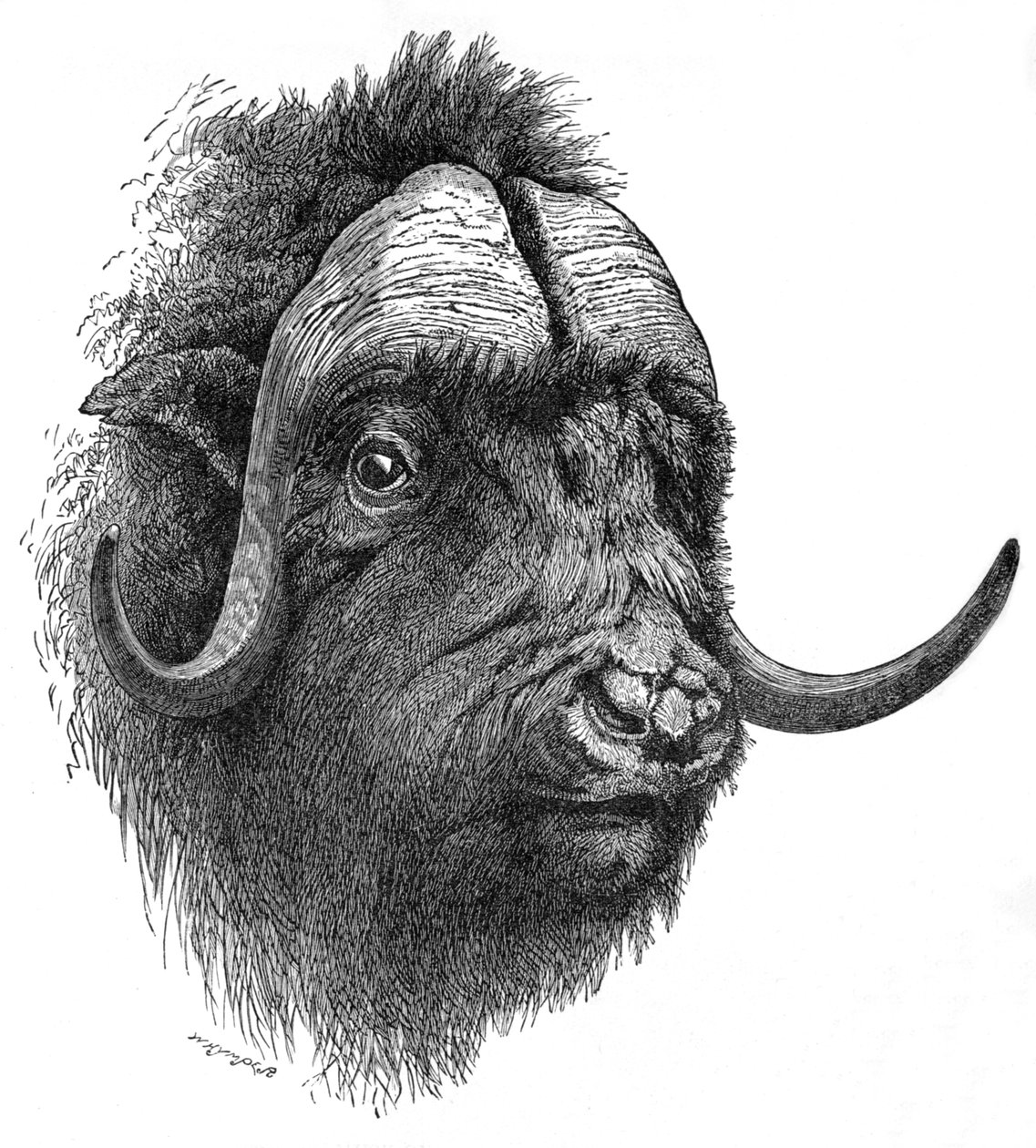 Musk-Ox, c1900 alkotó: Helena J. Maguire