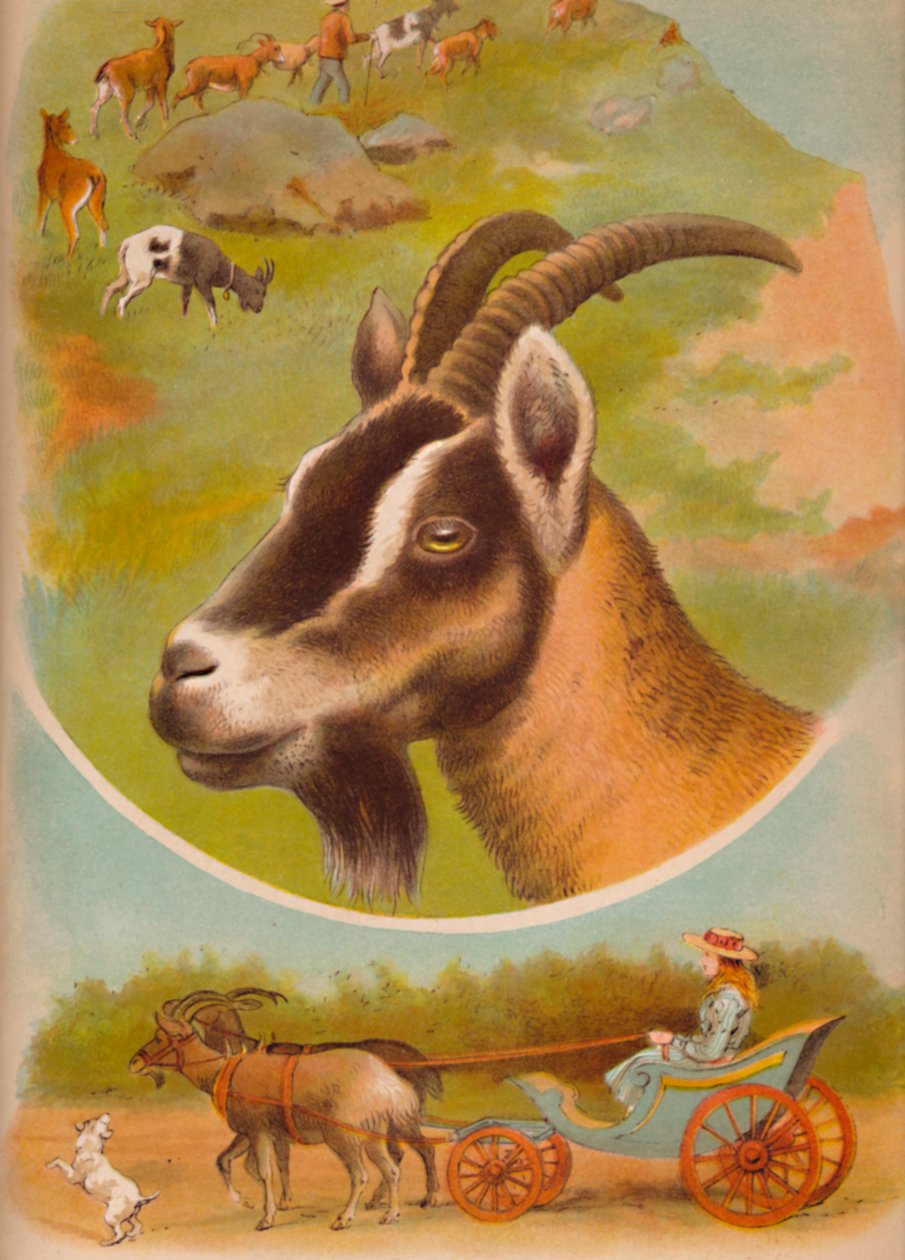 A kecske, c1900 alkotó: Helena J. Maguire