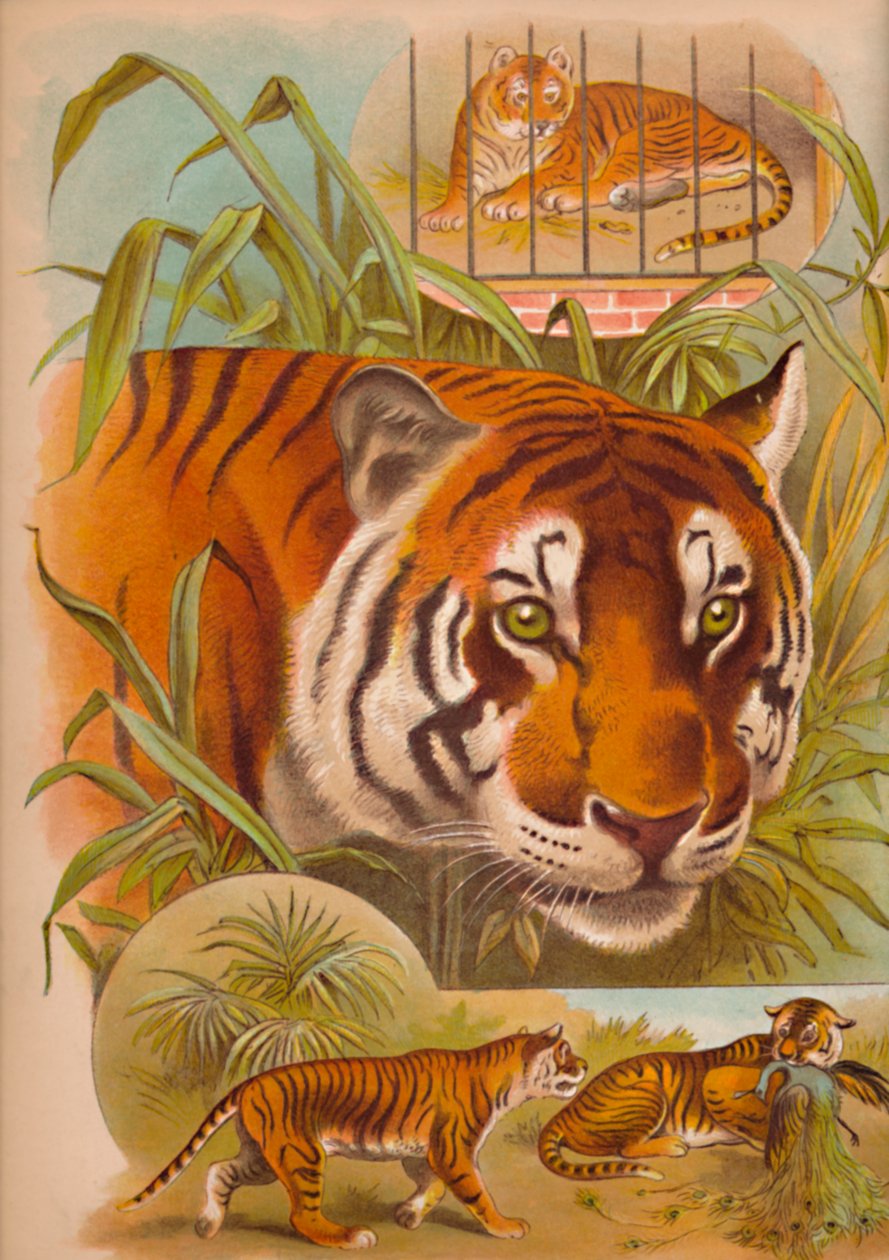 A tigris, c1900 alkotó: Helena J. Maguire
