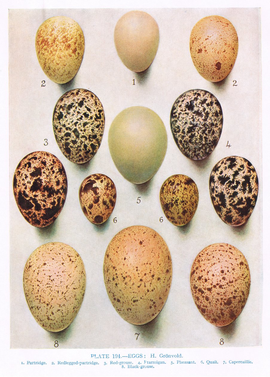 Tojás:Curlew:Túzok:stb, illusztráció a "British Birds"-ből, Kirkman und Jourdain, 1966 alkotó: Hendrik Gronvold
