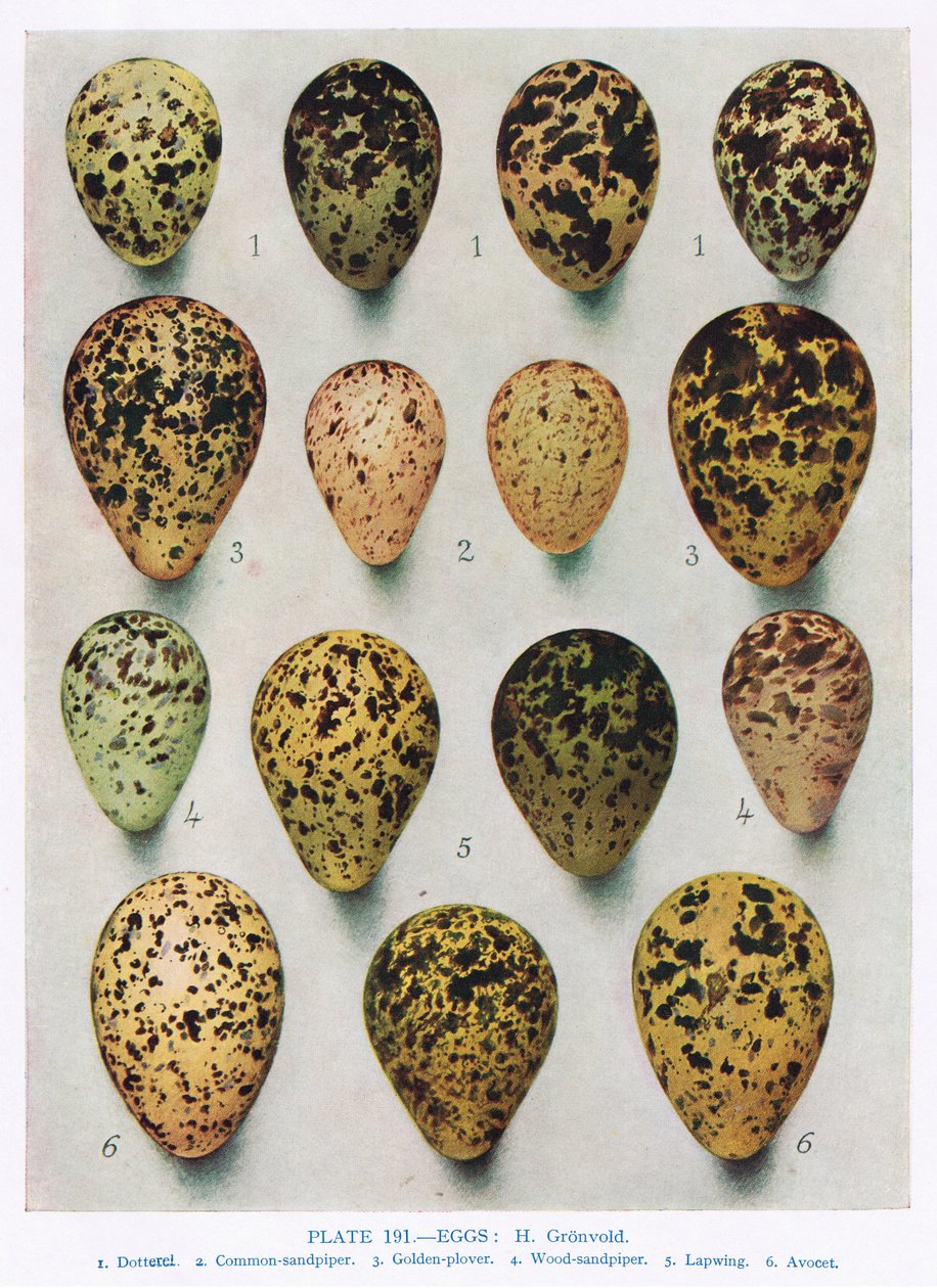 Tojás: Fakakas: Snipe: stb, illusztráció a "British Birds" című művéből, Kirkman und Jourdain, 1966 alkotó: Hendrik Gronvold