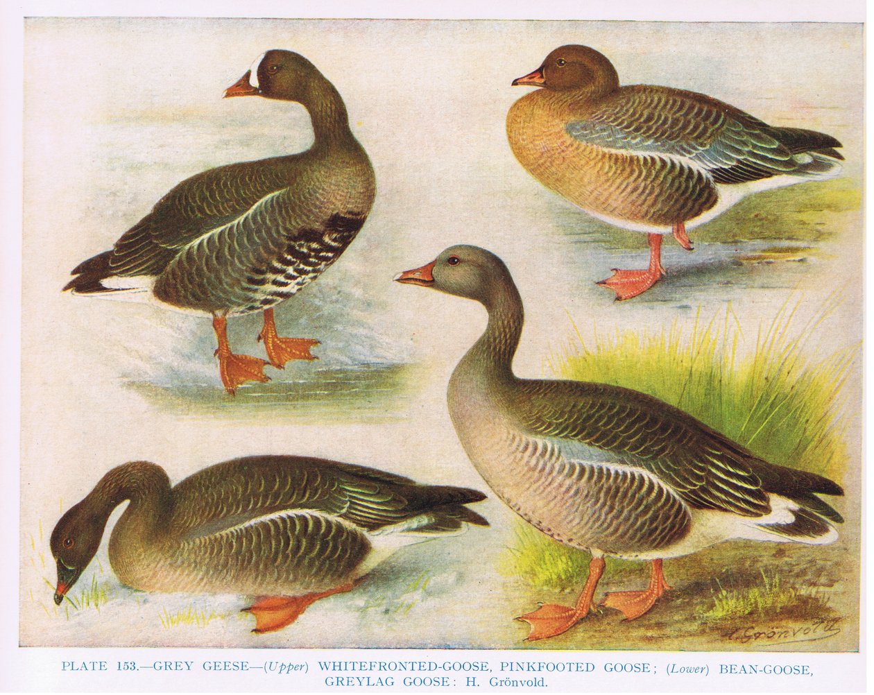 SzürkeFehérfrontos Pink FootedBeanGrey Lag, illusztráció a „British Birds” című művéből, Kirkman und Jourdain, 1966 alkotó: Hendrik Gronvold