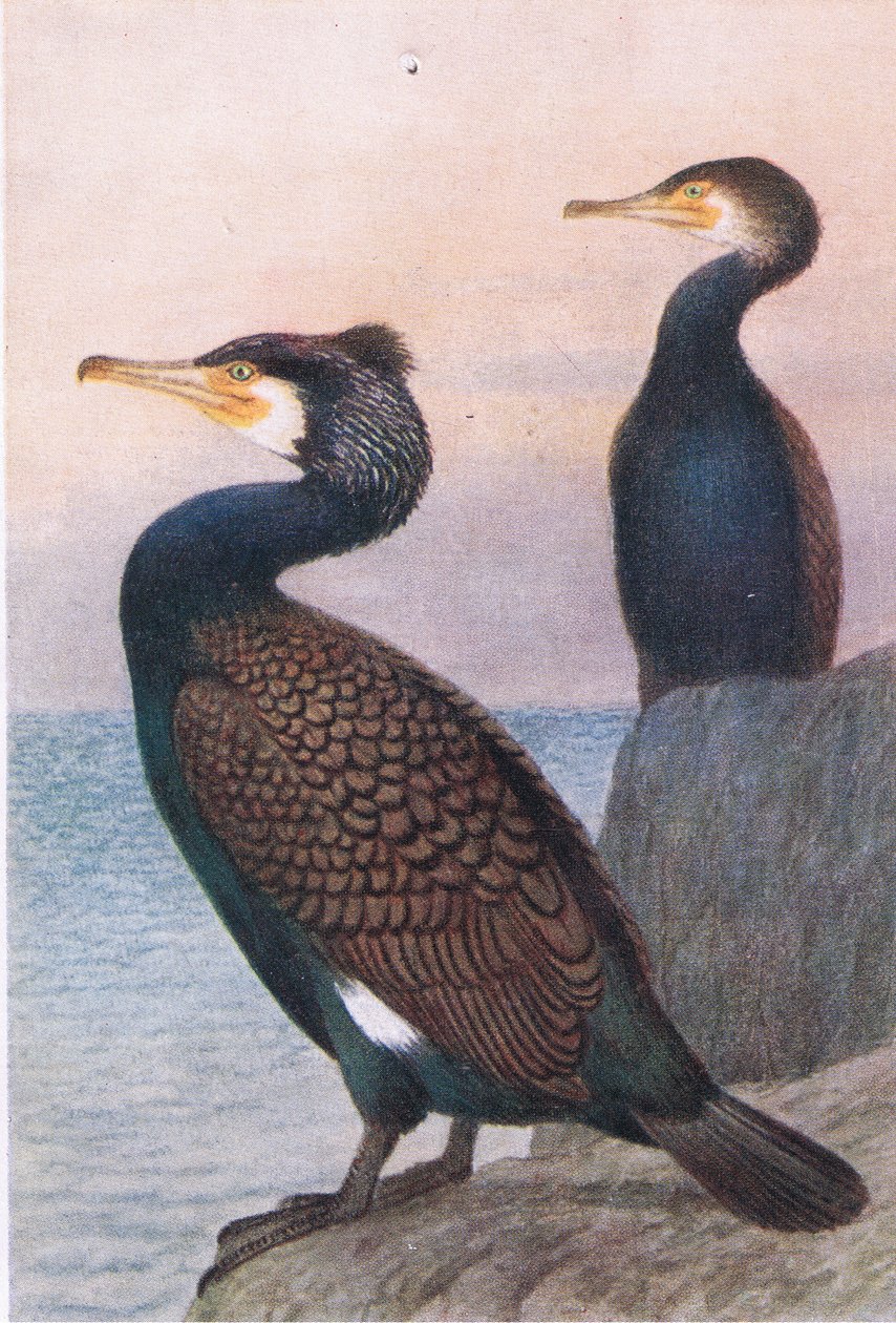 Kormorán, Képeslapok, 1930-as évek alkotó: Hendrik Gronvold