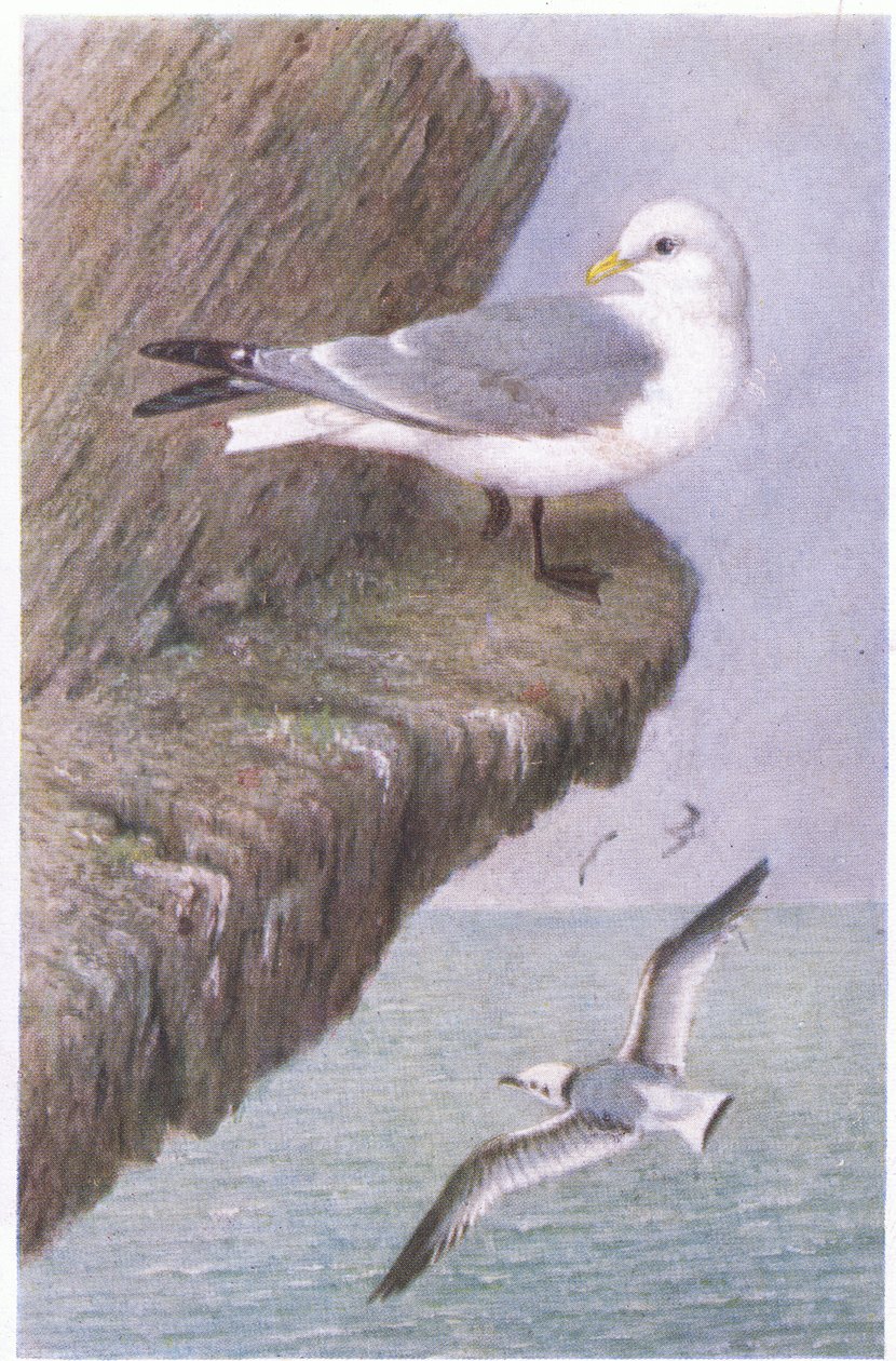 Kittiwake, Képeslapok, 1930-as évek alkotó: Hendrik Gronvold