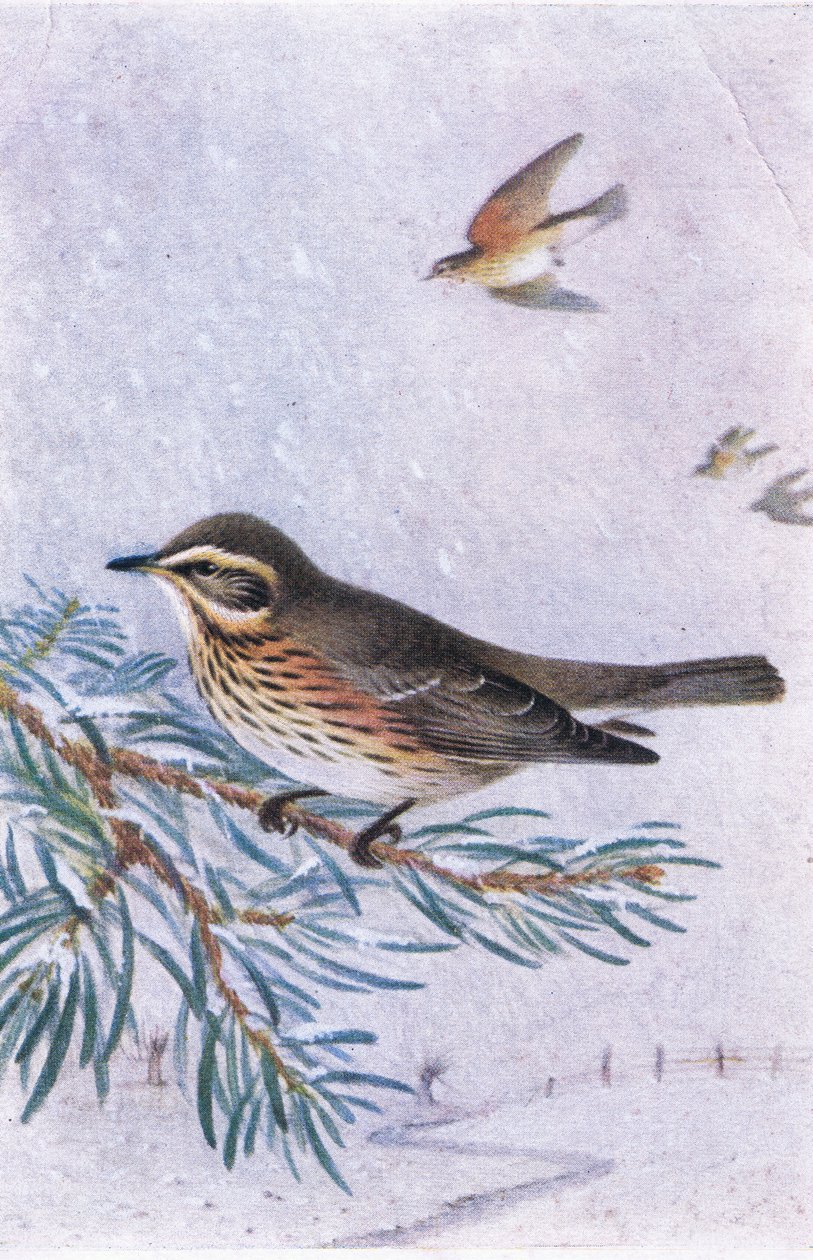 Redwing, Képeslapok, 1930-as évek alkotó: Hendrik Gronvold