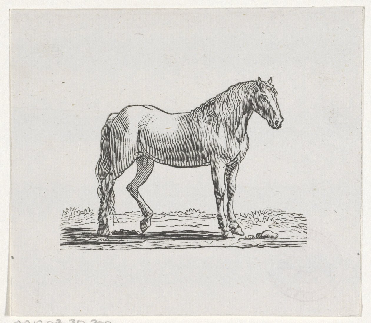 Ló alkotó: Hendrik Numan