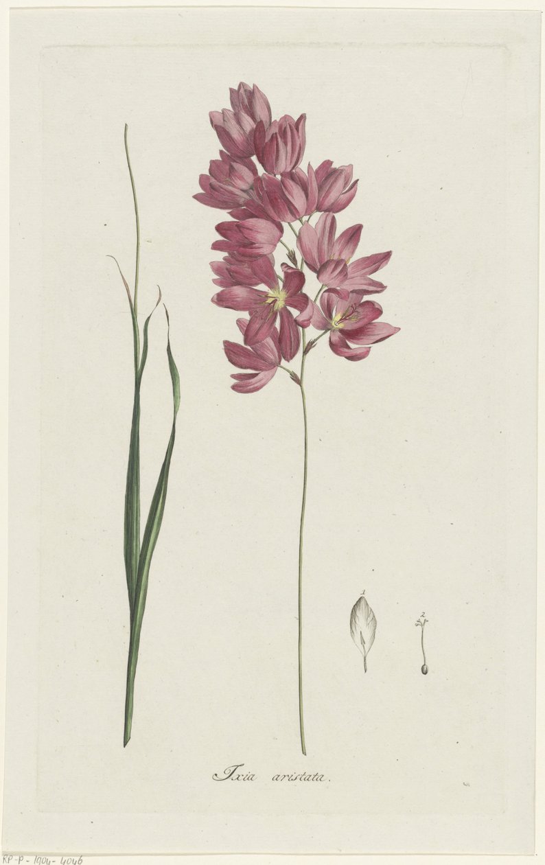 Ixia patens nagyapát Ixia aristata (cím a tárgyon) alkotó: Hendrik Schwegman